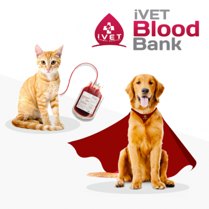 ศูนย์รับบริจาคเลือด น้องหมา, แมว 